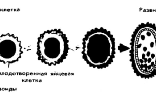 Кракен клирнет ссылка